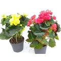 Begónia BEGONIA      