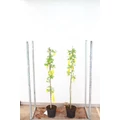 Hosszúfürtű aranyeső LABURNUM WATERERI VOSSII K7,5