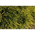 Hinoki hamisciprus CHAMAECYPARIS PISIFERA SUNGOLD 20/25 K2