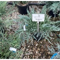 Kék kúszó boróka  JUNIPERUS HORIZONTALIS BLUE CHIP 40/+ K10