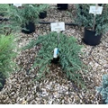 Japán törpeboróka   JUNIPERUS PROCUMBENS NANA 40/+ K10