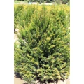 Közönséges tiszafa TAXUS BACCATA 100/125*