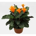 Sáfrányos zebralevél CALATHEA MEDALLION CS17