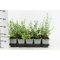 Repkény kecskerágó   EUONYMUS FORTUNEI EMERALD'N GAIETY 20CM CS12
