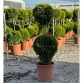 Arany lombú leyland ciprus CUPRESSOCYPARIS LEYLANDII CASTLEWELLAN GOLD 2 GÖMB K9