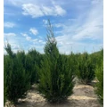 Óriás tuja THUJA PLICATA ATROVIRENS 125/150*