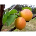 Bergeron kajszi PRUNUS ARMENIACA BERGERON SZGY