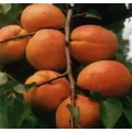 Ceglédi óriás kajszi PRUNUS ARMENIACA CEGLÉDI ÓRIÁS SZGY