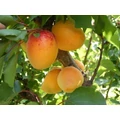 Mandulakajszi PRUNUS ARMENIACA MANDULA SZGY