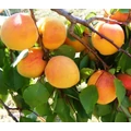 Pannónia kajszi PRUNUS ARMENIACA PANNÓNIA SZGY