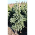 Kék terülő himalájai cédrus CEDRUS DEODARA FEELIN BLUE 125/150 K18