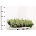 Csarab    CALLUNA VULGARIS BEAUTY LADIES 15/20 CS10
