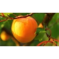 Ceglédi arany kajszi PRUNUS ARMENIACA CEGLÉDI ARANY SZGY