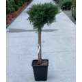 Arany terülő boróka  JUNIPERUS X PFITZERIANA OLD GOLD T1/2 K14