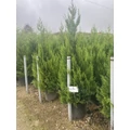 Arany lombú leyland ciprus CUPRESSOCYPARIS LEYLANDII EXCALIBUR GOLD 175/200 K42