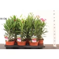 Leander NERIUM OLEANDER 20/30 CS14 
