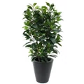 Serlegkocsányú fikusz FICUS CYATHISTIPULA CS21 