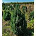 Oregoni álciprus CHAMAECYPARIS LAWSONIANA ELLWOODII 40/60*