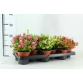 Fajdbogyó    GAULTHERIA MUCRONATA 15/20 CS10,5