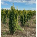 Sárgalombú oszlopos tiszafa TAXUS BACCATA FASTIGIATA AUREA 60/80*