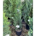 Leyland ciprus   CUPRESSOCYPARIS LEYLANDII PYRAMIDALIS 125/150 K15