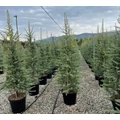 Himalájai cédrus   CEDRUS DEODARA 150/175 K18