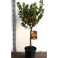 Szamócafa Arbutus unedo   