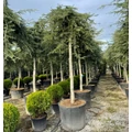 Csüngő himalájai cédrus  CEDRUS DEODARA PENDULA T200 20/25 K180