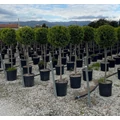 Arany lombú leyland ciprus CUPRESSOCYPARIS LEYLANDII CASTLEWELLAN GOLD T1/2 K18