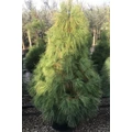 Himalájai selyemfenyő   PINUS WALLICHIANA 200/250 K90