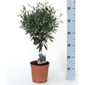 Olajfa   OLEA EUROPEA T60 K3