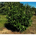 Közönséges babérmeggy PRUNUS LAUROCERASUS NOVITA 125/150*