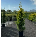 Arany lombú leyland ciprus CUPRESSOCYPARIS LEYLANDII GOLD RIDER 125/150 K15