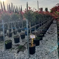 Örökzöld korallberkenye   PHOTINIA FRASERI PINK MARBLE T1/2 K18