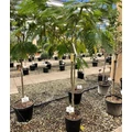 Selyemakác    ALBIZIA JULIBRISSIN T120/140 K18