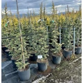 arany Atlasz cédrus  CEDRUS ATLANTICA AUREA 100/125 K18