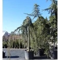 Kék csüngő atlasz cédrus CEDRUS ATLANTICA GLAUCA PENDULA 20/25 K200