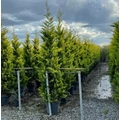 Arany lombú leyland ciprus CUPRESSOCYPARIS LEYLANDII GOLD RIDER 200/250 K30