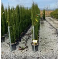 Európai ciprus   CUPRESSUS SEMPERVIRENS TOTEM 125/150 K15