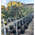 Örökzöld liliomfa   MAGNOLIA GRANDIFLORA FERRUGINEA T1/2 K25