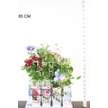 Iszalag    CLEMATIS EVISON 65/70 CS15