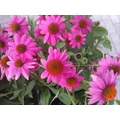 Bíbor kasvirág ECHINACEA PURPUREA WILD BERRY CS13
