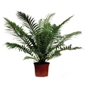 Erdei bordapáfrány BLECHNUM SILVER LADY