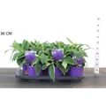 Ibolyafa   TTIBOUCHINA URVILLEANA RICH BLUE CS15