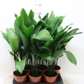 Kukoricalevél ASPIDISTRA ELATIOR CS17