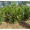 Kaukázusi babérmeggy PRUNUS LAUROCERASUS CAUCASICA 100/125*