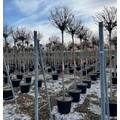 Gömb szivarfa   CATALPA BIGNONIOIDES NANAT200 12/14 K55