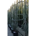 Kék csüngő atlasz cédrus CEDRUS ATLANTICA GLAUCA PENDULA 200/250 K55