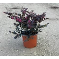Kínai rojtosvirág   LOROPETALUM CHINENSE BLACK PEARL K3