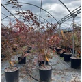 Japán juhar   ACER PALMATUM OSAKAZUKI 100/125 K18